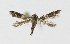  ( - NHMO-DAR-12008)  @11 [ ] CreativeCommons - Attribution Non-Commercial Share-Alike (2017) Unspecified University of Oslo, Natural History Museum