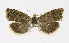  ( - NHMO-DAR-12013)  @12 [ ] CreativeCommons - Attribution Non-Commercial Share-Alike (2017) Unspecified University of Oslo, Natural History Museum
