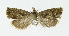  ( - NHMO-DAR-12016)  @12 [ ] CreativeCommons - Attribution Non-Commercial Share-Alike (2017) Unspecified University of Oslo, Natural History Museum