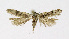  ( - NHMO-DAR-12023)  @11 [ ] CreativeCommons - Attribution Non-Commercial Share-Alike (2017) Unspecified University of Oslo, Natural History Museum