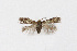  ( - NHMO-DAR-12049)  @12 [ ] CreativeCommons - Attribution Non-Commercial Share-Alike (2017) Unspecified University of Oslo, Natural History Museum