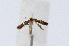  ( - NHMO-DAR-12053)  @12 [ ] CreativeCommons - Attribution Non-Commercial Share-Alike (2017) Unspecified University of Oslo, Natural History Museum