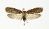  ( - NHMO-DAR-12064)  @14 [ ] CreativeCommons - Attribution Non-Commercial Share-Alike (2017) Unspecified University of Oslo, Natural History Museum