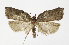  ( - NHMO-DAR-12511)  @14 [ ] CreativeCommons - Attribution Non-Commercial Share-Alike (2017) Unspecified University of Oslo, Natural History Museum