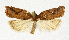  ( - NHMO-DAR-13488)  @11 [ ] CreativeCommons - Attribution Non-Commercial Share-Alike (2017) Unspecified University of Oslo, Natural History Museum