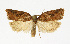  ( - NHMO-DAR-13490)  @11 [ ] CreativeCommons - Attribution Non-Commercial Share-Alike (2017) Unspecified University of Oslo, Natural History Museum