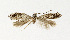  ( - NHMO-DAR-13547)  @11 [ ] CreativeCommons - Attribution Non-Commercial Share-Alike (2017) Unspecified University of Oslo, Natural History Museum