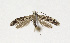  ( - NHMO-DAR-13548)  @11 [ ] CreativeCommons - Attribution Non-Commercial Share-Alike (2017) Unspecified University of Oslo, Natural History Museum
