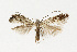  ( - NHMO-DAR-13562)  @11 [ ] CreativeCommons - Attribution Non-Commercial Share-Alike (2017) Unspecified University of Oslo, Natural History Museum