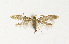  ( - NHMO-DAR-13595)  @13 [ ] CreativeCommons - Attribution Non-Commercial Share-Alike (2017) Unspecified University of Oslo, Natural History Museum