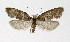  ( - NHMO-DAR-12530)  @13 [ ] CreativeCommons - Attribution Non-Commercial Share-Alike (2017) Unspecified University of Oslo, Natural History Museum