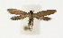  ( - NHMO-DAR-13633)  @11 [ ] CreativeCommons - Attribution Non-Commercial Share-Alike (2017) Unspecified University of Oslo, Natural History Museum