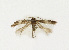  ( - NHMO-DAR-12799)  @11 [ ] CreativeCommons - Attribution Non-Commercial Share-Alike (2017) Unspecified University of Oslo, Natural History Museum