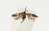  ( - NHMO-DAR-12800)  @12 [ ] CreativeCommons - Attribution Non-Commercial Share-Alike (2017) Unspecified University of Oslo, Natural History Museum