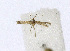  ( - NHMO-DAR-12801)  @11 [ ] CreativeCommons - Attribution Non-Commercial Share-Alike (2017) Unspecified University of Oslo, Natural History Museum