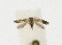  ( - NHMO-DAR-12826)  @12 [ ] CreativeCommons - Attribution Non-Commercial Share-Alike (2017) Unspecified University of Oslo, Natural History Museum