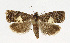  ( - NHMO-DAR-12844)  @11 [ ] CreativeCommons - Attribution Non-Commercial Share-Alike (2017) Unspecified University of Oslo, Natural History Museum
