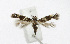  ( - NHMO-DAR-12858)  @12 [ ] CreativeCommons - Attribution Non-Commercial Share-Alike (2017) Unspecified University of Oslo, Natural History Museum