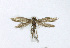  ( - NHMO-DAR-12859)  @13 [ ] CreativeCommons - Attribution Non-Commercial Share-Alike (2017) Unspecified University of Oslo, Natural History Museum