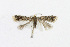 ( - NHMO-DAR-13692)  @11 [ ] CreativeCommons - Attribution Non-Commercial Share-Alike (2017) Unspecified University of Oslo, Natural History Museum