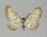  ( - NHMO-DAR-13969)  @13 [ ] CreativeCommons - Attribution Non-Commercial Share-Alike (2017) Unspecified University of Oslo, Natural History Museum