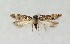  ( - NHMO-DAR-14016)  @11 [ ] CreativeCommons - Attribution Non-Commercial Share-Alike (2017) Unspecified University of Oslo, Natural History Museum
