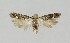  ( - NHMO-DAR-14017)  @13 [ ] CreativeCommons - Attribution Non-Commercial Share-Alike (2017) Unspecified University of Oslo, Natural History Museum