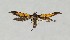  ( - NHMO-DAR-14093)  @11 [ ] CreativeCommons - Attribution Non-Commercial Share-Alike (2017) Unspecified University of Oslo, Natural History Museum