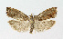  ( - NHMO-DAR-14647)  @14 [ ] CreativeCommons - Attribution Non-Commercial Share-Alike (2018) Unspecified University of Oslo, Natural History Museum