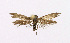  ( - NHMO-DAR-14649)  @11 [ ] CreativeCommons - Attribution Non-Commercial Share-Alike (2018) Unspecified University of Oslo, Natural History Museum