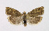  ( - NHMO-DAR-14673)  @13 [ ] CreativeCommons - Attribution Non-Commercial Share-Alike (2018) Unspecified University of Oslo, Natural History Museum