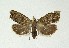  ( - NHMO-DAR-14960)  @13 [ ] CreativeCommons - Attribution Non-Commercial Share-Alike (2018) Unspecified University of Oslo, Natural History Museum