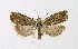  ( - NHMO-DAR-14965)  @13 [ ] CreativeCommons - Attribution Non-Commercial Share-Alike (2018) Unspecified University of Oslo, Natural History Museum