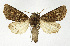  ( - NHMO-DAR-12594)  @14 [ ] CreativeCommons - Attribution Non-Commercial Share-Alike (2017) Unspecified University of Oslo, Natural History Museum