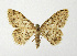  ( - NHMO-DAR-12597)  @11 [ ] CreativeCommons - Attribution Non-Commercial Share-Alike (2017) Unspecified University of Oslo, Natural History Museum