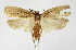  ( - NHMO-DAR-12599)  @11 [ ] CreativeCommons - Attribution Share-Alike (2017) Unspecified University of Oslo, Natural History Museum