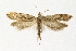  (Rhigognostis schmaltzella - NHMO-DAR-12627)  @14 [ ] CreativeCommons - Attribution Non-Commercial Share-Alike (2017) Unspecified University of Oslo, Natural History Museum
