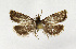  ( - NHMO-DAR-12635)  @11 [ ] CreativeCommons - Attribution Non-Commercial Share-Alike (2017) Unspecified University of Oslo, Natural History Museum