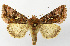  ( - NHMO-DAR-12660)  @14 [ ] CreativeCommons - Attribution Non-Commercial Share-Alike (2017) Unspecified University of Oslo, Natural History Museum