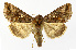  ( - NHMO-DAR-12661)  @14 [ ] CreativeCommons - Attribution Non-Commercial Share-Alike (2017) Unspecified University of Oslo, Natural History Museum