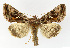  ( - NHMO-DAR-12663)  @14 [ ] CreativeCommons - Attribution Non-Commercial Share-Alike (2017) Unspecified University of Oslo, Natural History Museum