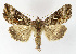  ( - NHMO-DAR-12664)  @14 [ ] CreativeCommons - Attribution Non-Commercial Share-Alike (2017) Unspecified University of Oslo, Natural History Museum