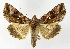  ( - NHMO-DAR-12665)  @14 [ ] CreativeCommons - Attribution Non-Commercial Share-Alike (2017) Unspecified University of Oslo, Natural History Museum