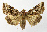  ( - NHMO-DAR-12667)  @14 [ ] CreativeCommons - Attribution Non-Commercial Share-Alike (2017) Unspecified University of Oslo, Natural History Museum