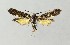  ( - NHMO-DAR-14076)  @13 [ ] CreativeCommons - Attribution Non-Commercial Share-Alike (2017) Unspecified University of Oslo, Natural History Museum