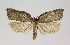  ( - NHMO-DAR-15016)  @14 [ ] CreativeCommons - Attribution Non-Commercial Share-Alike (2018) Unspecified University of Oslo, Natural History Museum