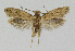  (Anomalotinea liguriella - KBE 2018117)  @11 [ ] Creative Commons  Attribution Non-Commercial Share-Alike (2018) Kai Berggren NTNU University Museum, Department of Natural History