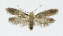  (Cephimallota angusticostella - KBE 2018132)  @11 [ ] Creative Commons  Attribution Non-Commercial Share-Alike (2018) Kai Berggren NTNU University Museum, Department of Natural History