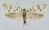  (Symmoca albicanella - KBE 2018173)  @14 [ ] Creative Commons  Attribution Non-Commercial Share-Alike (2018) Kai Berggren NTNU University Museum, Department of Natural History