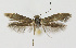 (Scythris gravatella - KBE 2018218)  @11 [ ] Creative Commons  Attribution Non-Commercial Share-Alike (2018) Kai Berggren NTNU University Museum, Department of Natural History